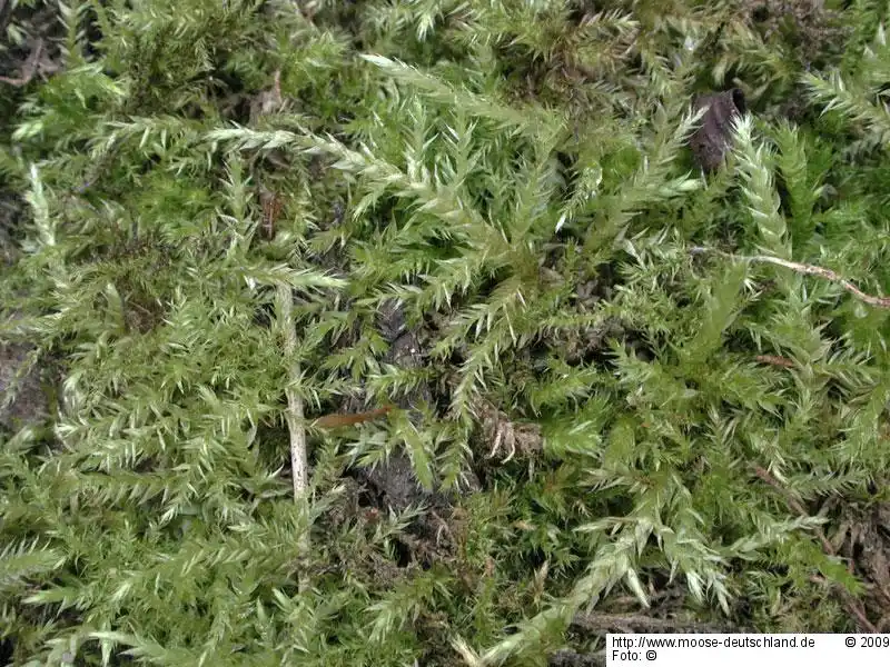 Fotografie Brachythecium mildeanum (Schimp.) Schimp.