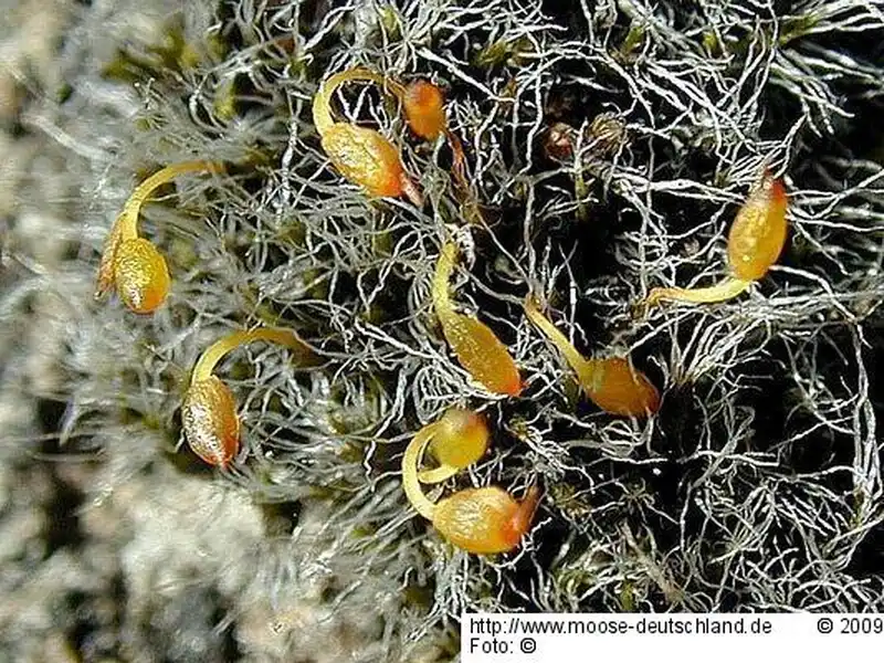 Fotografie Grimmia orbicularis Bruch ex Wilson