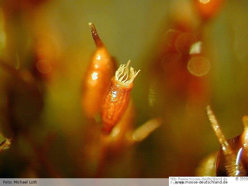 Sporophyt | Foto von Michael Lüth