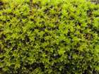 Syntrichia montana Nees