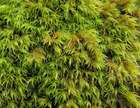 Grimmia hartmanii Schimp.