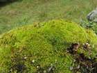 Grimmia hartmanii Schimp.