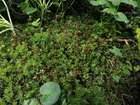 Mnium spinosum (Voit) Schwägr.