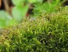 Campylostelium saxicola (F.Weber & D.Mohr) Bruch & Schimp.