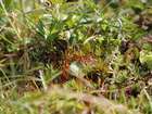 Tayloria serrata (Hedw.) Bruch & Schimp.