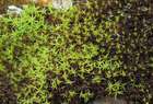 Bryoerythrophyllum rubrum (Jur. ex Geh.) P.C.Chen