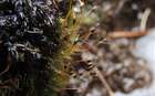 Atractylocarpus alpinus (Schimp. ex Milde) Lindb.