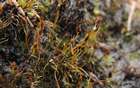 Atractylocarpus alpinus (Schimp. ex Milde) Lindb.