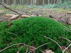 Polytrichum formosum Hedw.