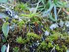 Desmatodon latifolius var. muticus (Brid.) Brid.