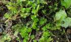 Haplomitrium hookeri (Lyell ex Sm.) Nees
