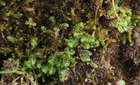 Lophozia opacifolia Culm. ex Meyl.