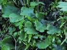 Marchantia alpestris (Nees) Burgeff
