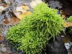 Oxyrrhynchium speciosum (Brid.) Warnst.