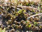 Sphagnum platyphyllum (Lindb. ex Braithw.) Sull. ex Warnst.