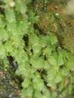 Schistostega pennata (Hedw.) F.Weber & D.Mohr