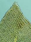 Abietinella abietina var. abietina (Hedw.) M.Fleisch.