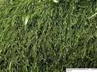 Amblystegiella confervoides (Brid.) Loeske