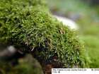 Amblystegium serpens (Hedw.) Schimp.