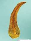 Andreaea rothii F.Weber & D.Mohr