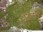 Anoectangium hornschuchianum (Hook.) Funck ex Hornsch.