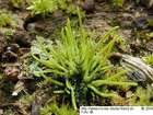 Anthoceros agrestis Paton