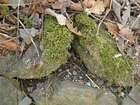 Brachythecium rutabulum (Hedw.) Schimp.