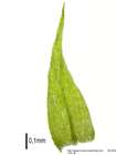 Brachythecium velutinum (Hedw.) Schimp.