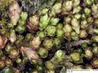 Bryum elegans Nees