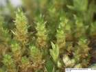 Bryum gemmiferum R.Wilczek & Demaret