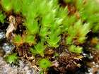 Bryum alpinum Huds. ex With.