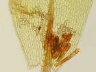 Bryum flaccidum auct. non Brid.