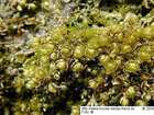 Bryum gemmiparum De Not.