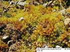 Bryum rubens Mitt.