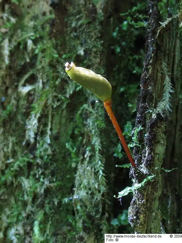 Sporophyt | Foto von Dr. Oliver Dürhammer