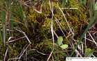 Calliergon trifarium (F.Weber & D.Mohr) Kindb.