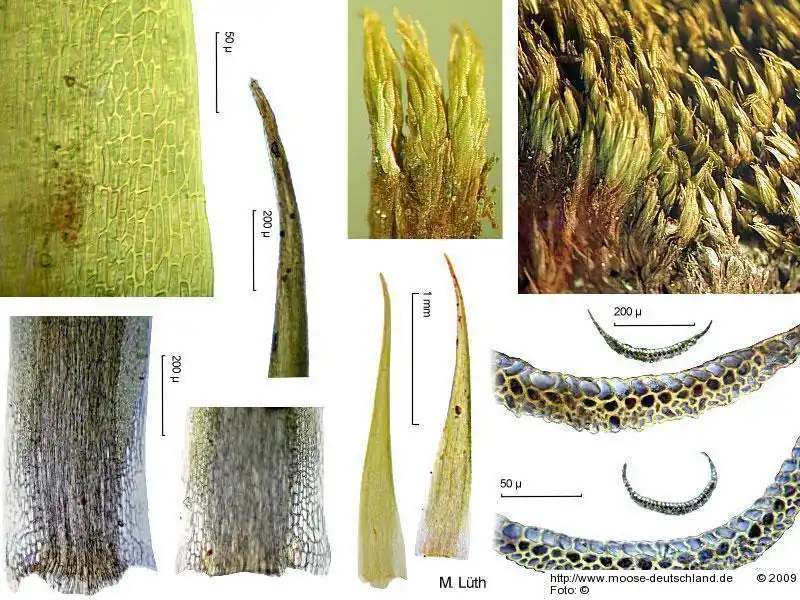 Bildtafel: Habitus, Blatt, Blattquerschnitt | Foto von Michael Lüth