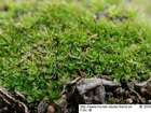 Crossidium aberrans Holz. & E.B.Bartram