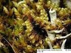 Ctenidium procerrimum (Molendo) Lindb.