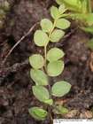 Cyrtomnium hymenophylloides (Huebener) T.J.Kop.