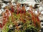 Dicranella schreberiana (Hedw.) Hilf. ex H.A.Crum & L.E.Anderson var. schreberiana