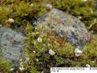 Dicranella varia (Hedw.) Schimp.