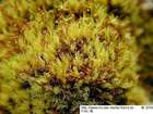 Dicranum fuscescens Sm.