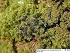 Dicranum montanum Hedw.