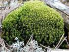 Dicranum spurium Hedw.
