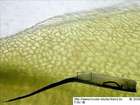 Distichium capillaceum (Hedw.) Bruch & Schimp.