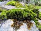 Ditrichum flexicaule (Schwägr.) Hampe var. flexicaule