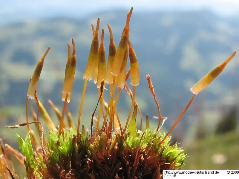 Habitus | Foto von Dr. Oliver Dürhammer