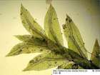 Fissidens celticus Paton