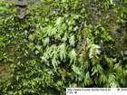 Fissidens gracilifolius Brugg.-Nann. & Nyholm